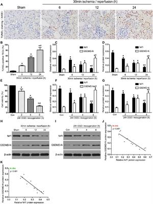 Identification of MicroRNA-92a-3p as an Essential Regulator of Tubular Epithelial Cell Pyroptosis by Targeting Nrf1 via HO-1